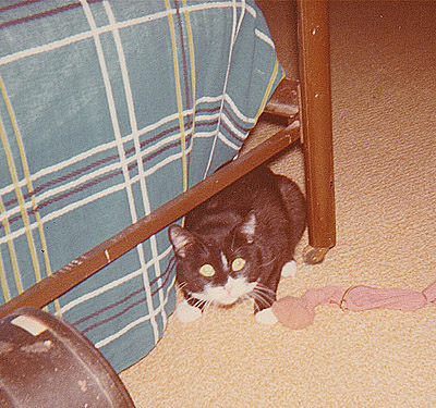 McCavity the Mystery Cat under the bed